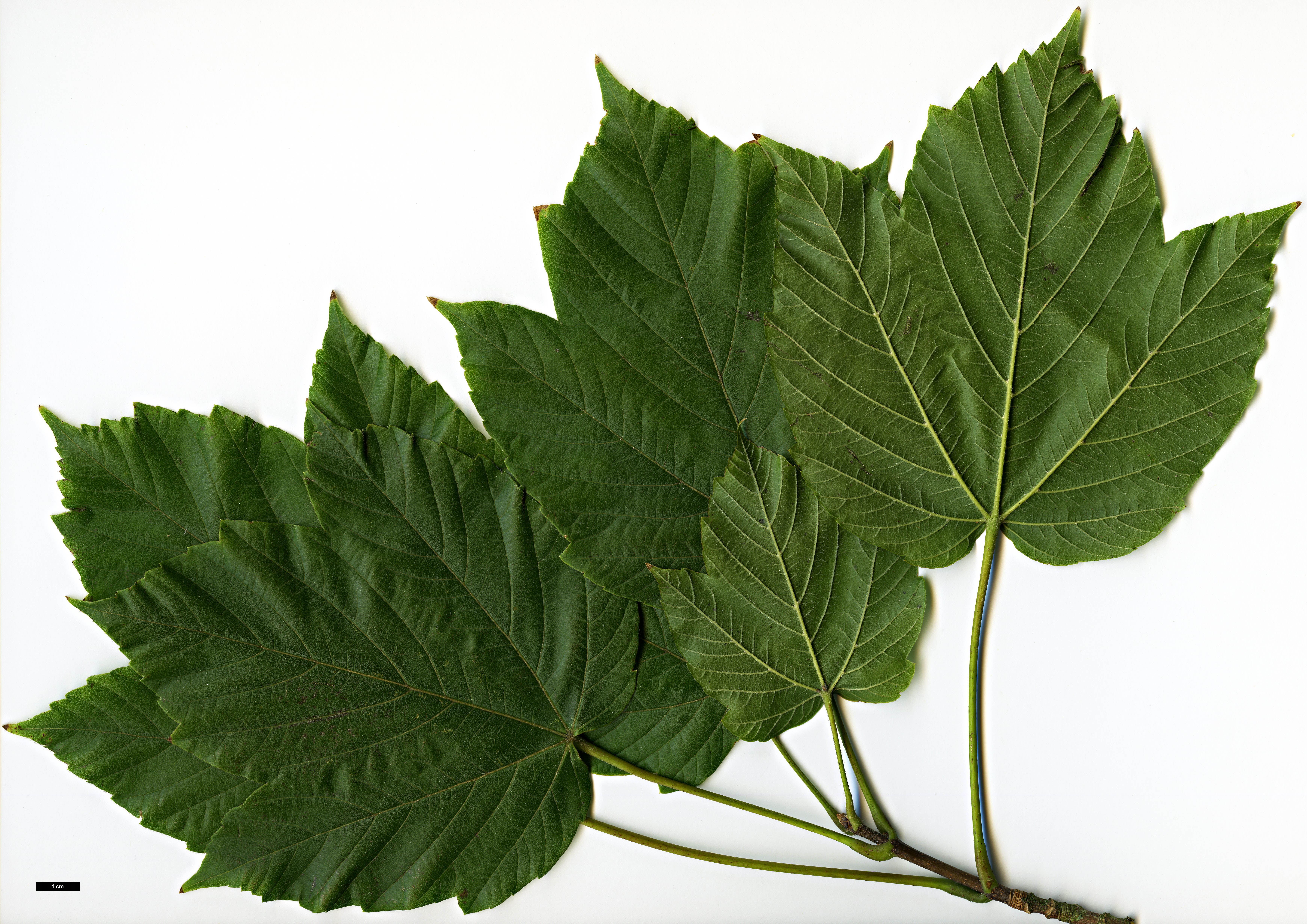 High resolution image: Family: Sapindaceae - Genus: Acer - Taxon: sterculiaceum - SpeciesSub: subsp. franchetii